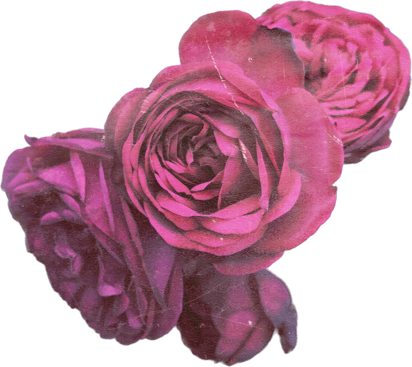 Vintage Rose PNG