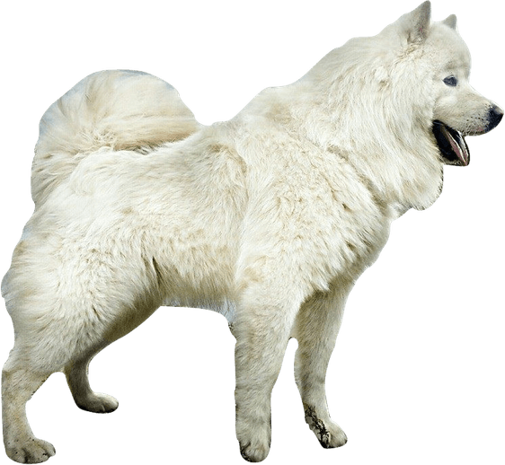 Samoyed Dog PNG