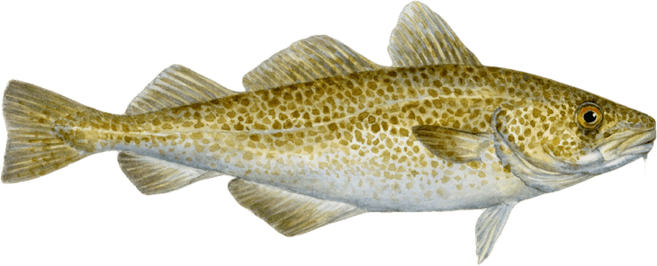 Atlantic Cod PNG