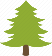 Conifer Tree PNG