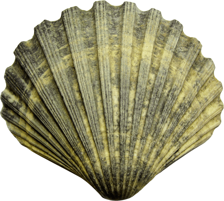 Seashell PNG