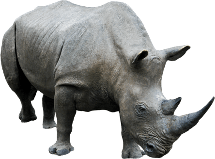 Rhinoceros PNG