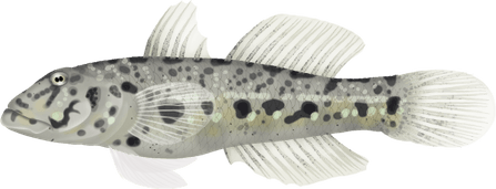 Glowing Fish PNG