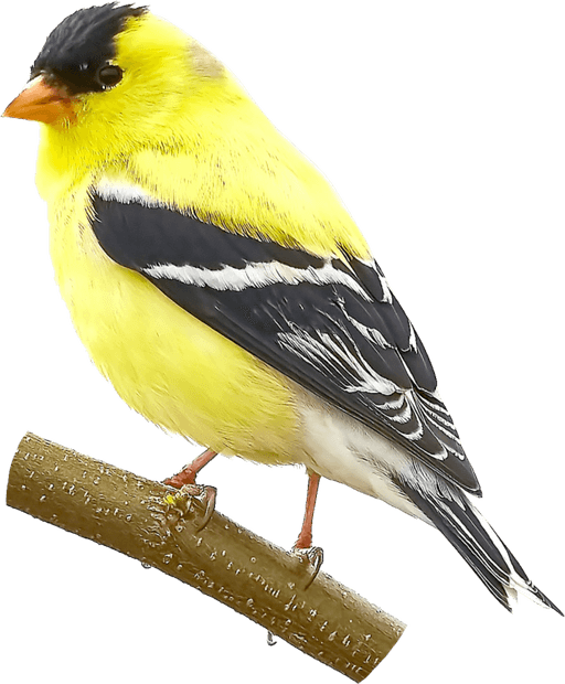Yellow Bird PNG