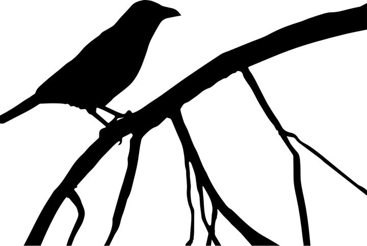 Dark Bird PNG