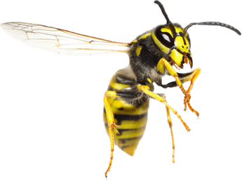 Wasp PNG