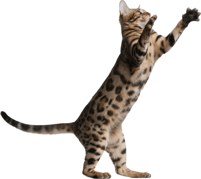 Playing Cat PNG