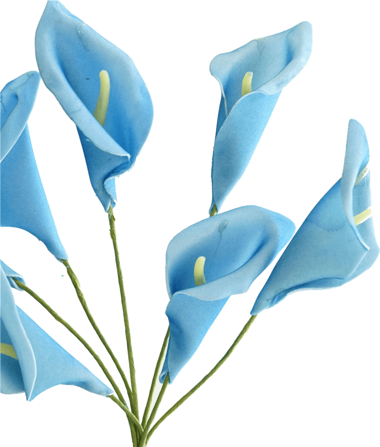 Calla Lily PNG
