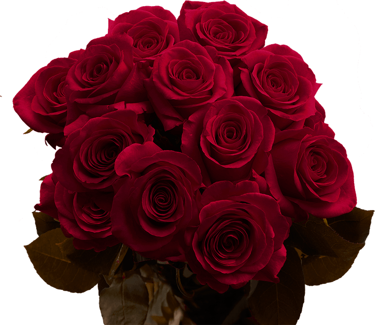 Burgundy Rose PNG