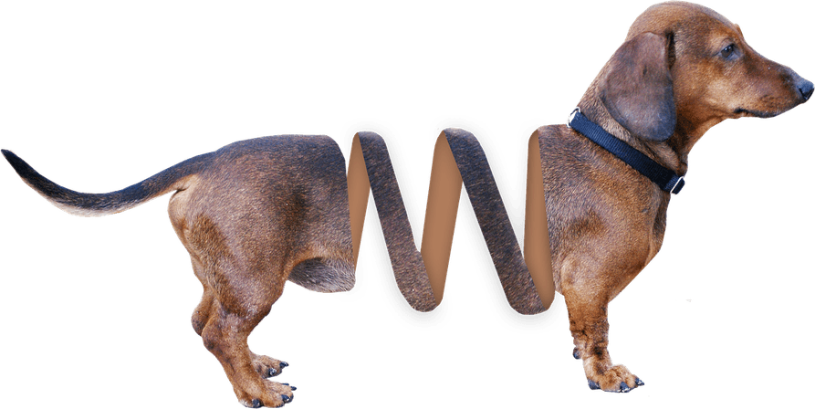 Slinky Dog PNG
