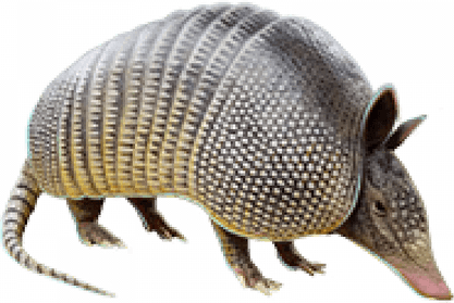 Armadillo PNG