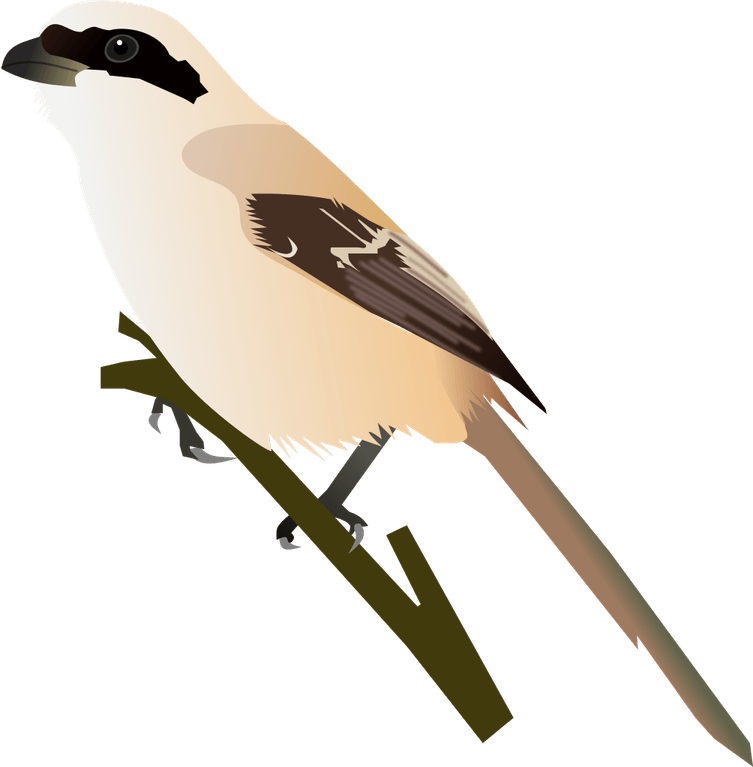 Shrike PNG
