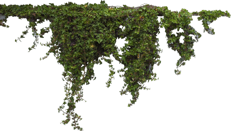 Plants PNG
