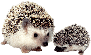 Porcupine PNG