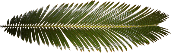 Palm Tree Leaf PNG