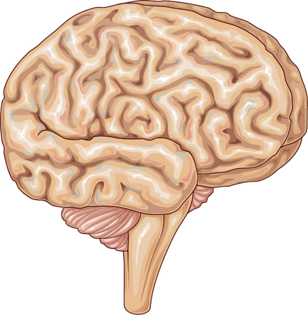 Smart Brain PNG