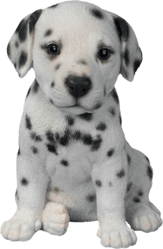 Small White Dog PNG