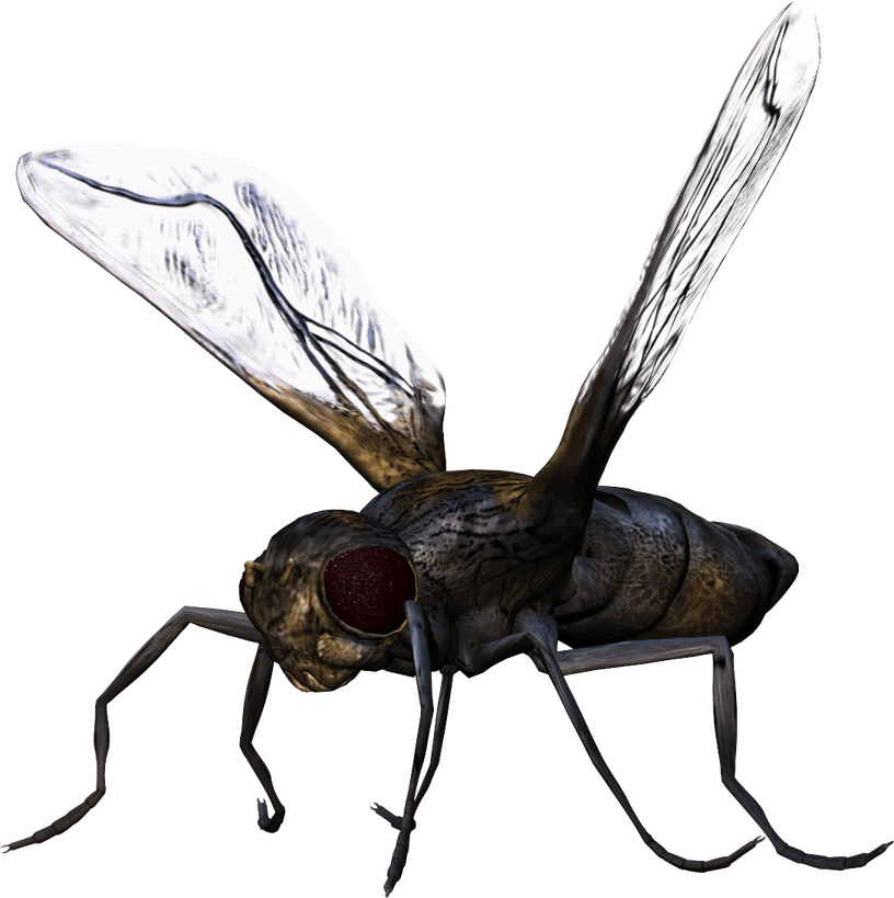 Fly Insect PNG