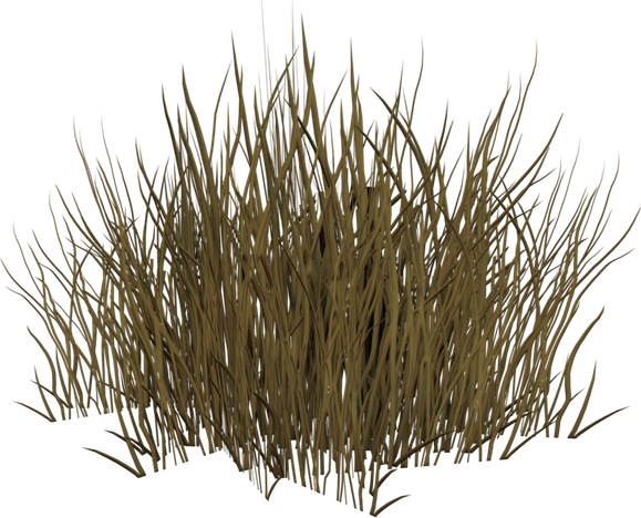 Dry Grass PNG