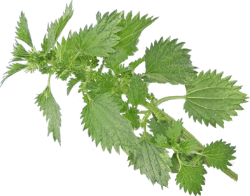 Nettle PNG