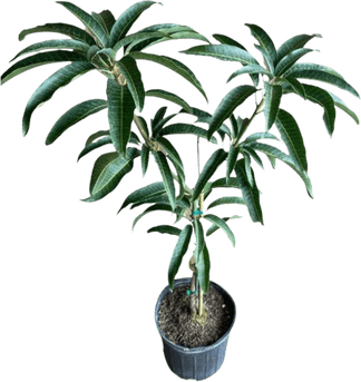 Mango Tree PNG