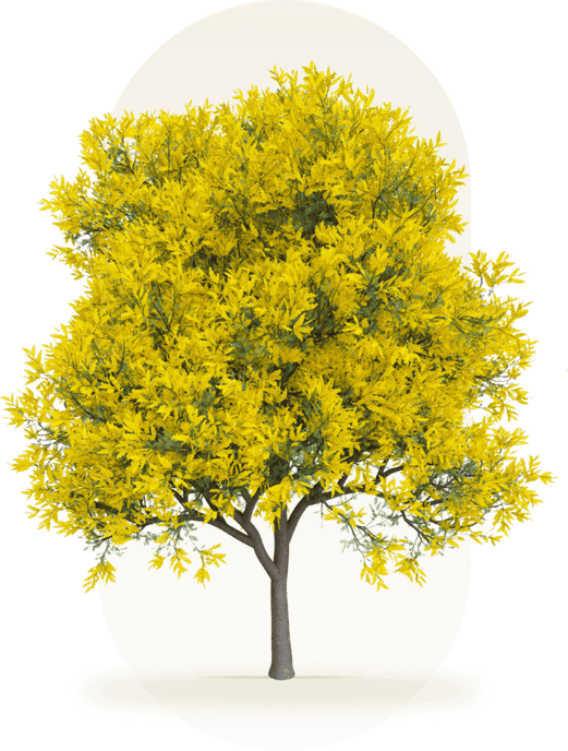 Home Tree PNG