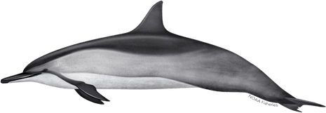 Oceanic Dolphins PNG
