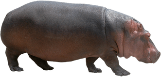 Hippopotamus PNG