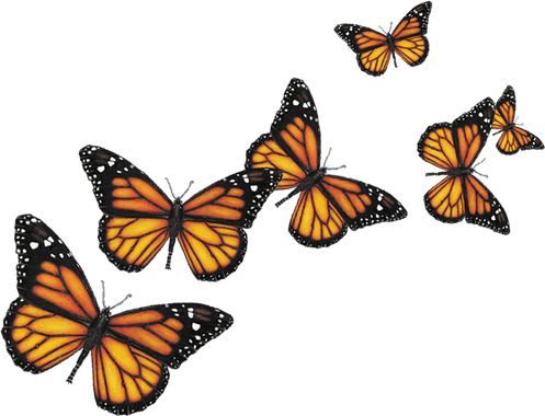 Flying Butterfly PNG