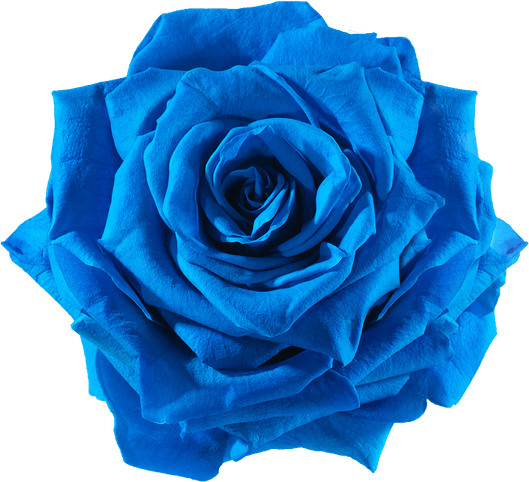 Blue Roses PNG