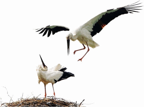 Stork PNG