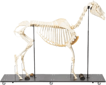 Horse Skull PNG