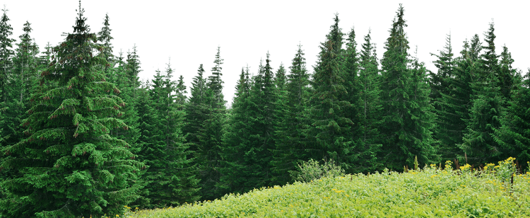 Picsart Forest PNG