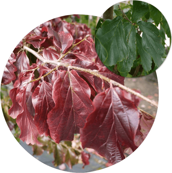 Ironwood Tree PNG