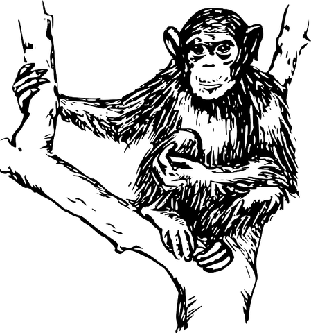 Chimpanzee PNG