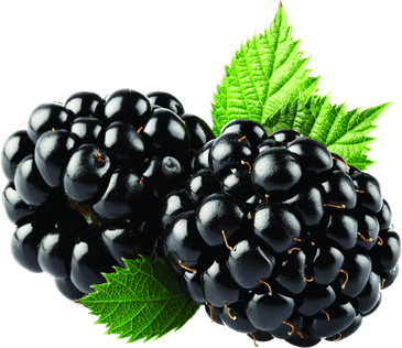 Blackberry Fruit PNG