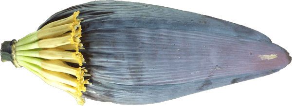 Raw Banana Flower PNG
