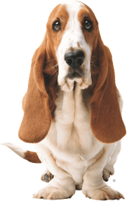 Basset Hound PNG