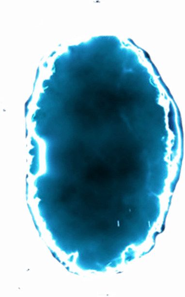 Portal PNG