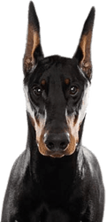 Doberman PNG