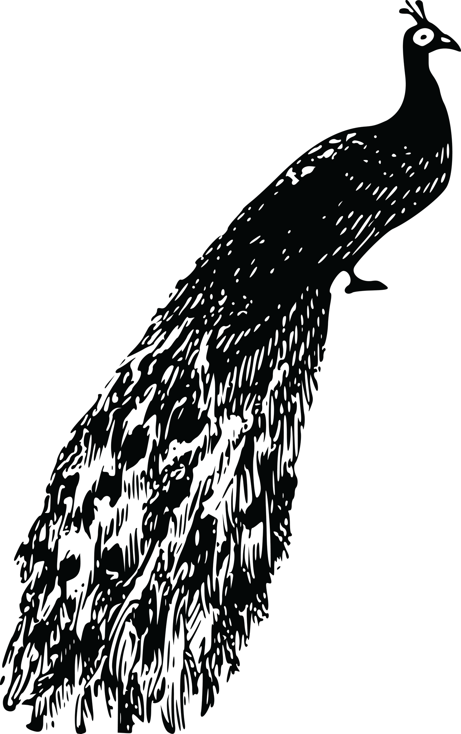 Peacock PNG