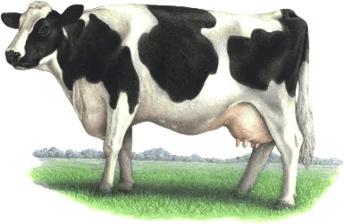 Indian White Cow PNG