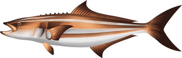Cobia Fish PNG