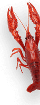Crawfish PNG