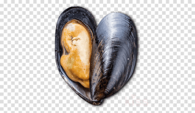 Mussels PNG