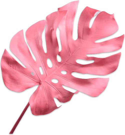 Monstera Leaf PNG