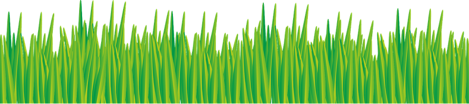 Meadow Grass PNG
