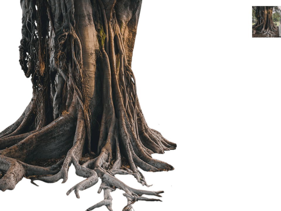 Tree Roots PNG