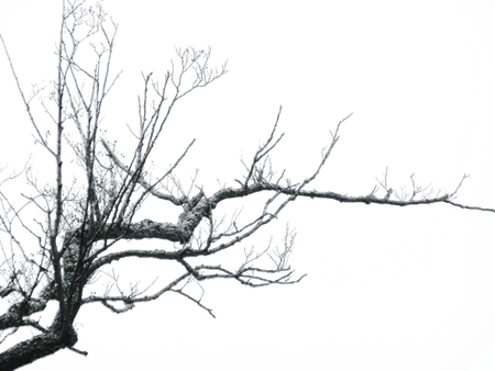 Branch PNG