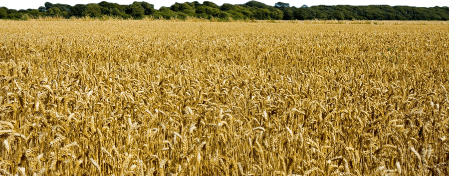 Wheat Field PNG
